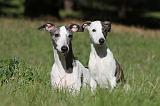 WHIPPET 091